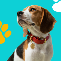 Collection image for: Accessories