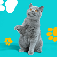 Collection image for: Cats Essentials