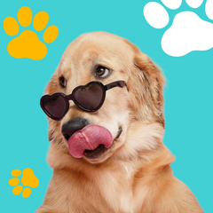 Collection image for: Dog Essentials