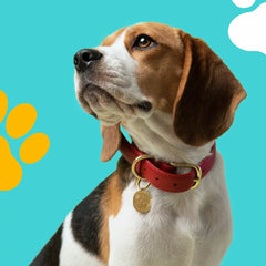 Accessories - Strenzia.com