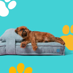 Beds & Furniture - Strenzia.com