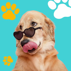 Dog Essentials - Strenzia.com