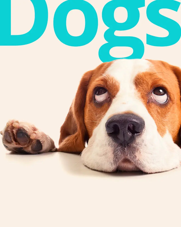 Banner image for: <h5>For</h5><h2>Dogs</h2>