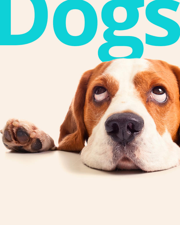 Banner image for: <h5>For</h5><h2>Dogs</h2>