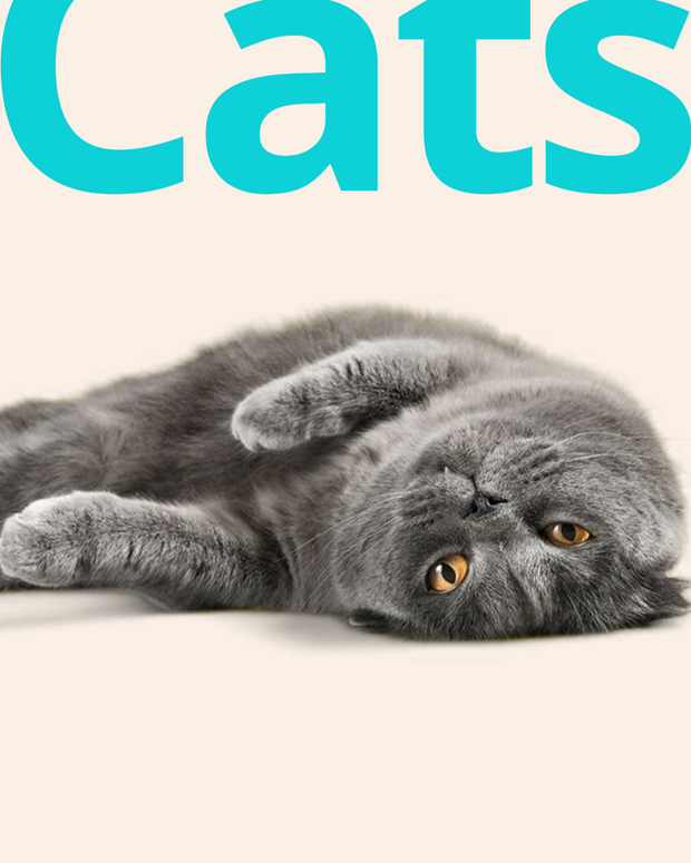 Banner image for: <h5>For</h5><h2>Cats</h2>